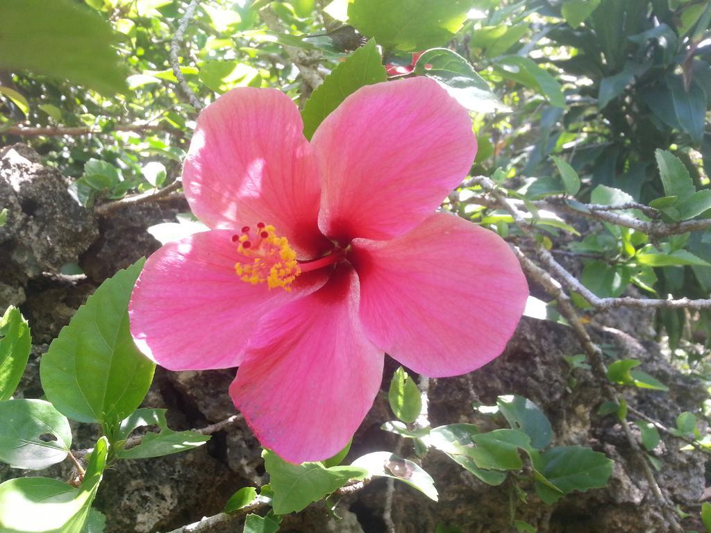 Kim'S Garden Villa Anda  Dış mekan fotoğraf